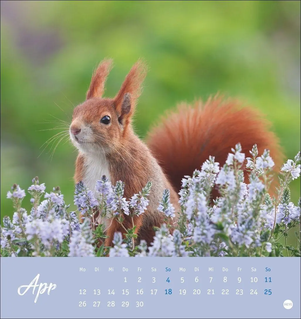 Bild: 9783756415861 | Eichhörnchen Postkartenkalender 2027 | Heye | Kalender | Spiralbindung