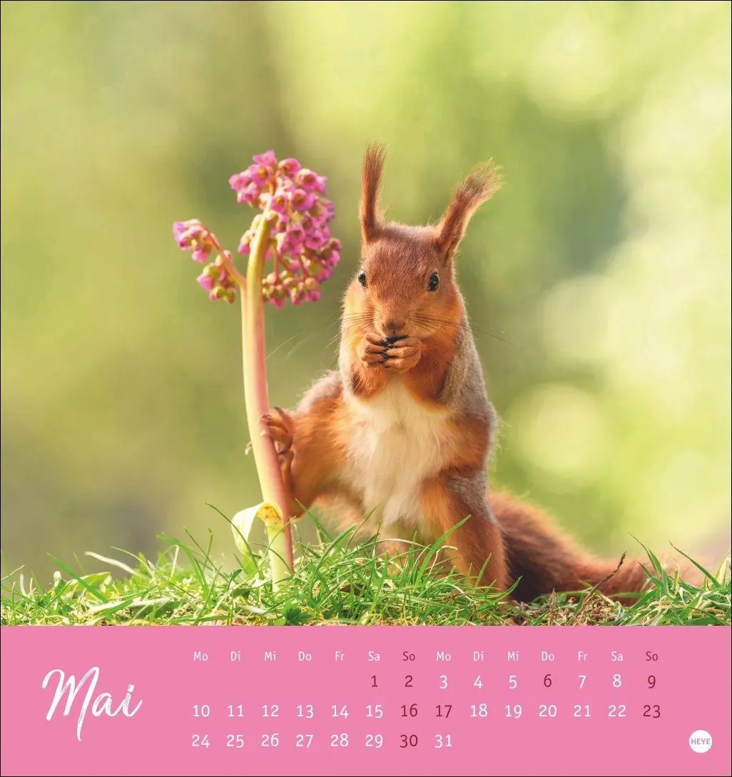Bild: 9783756415861 | Eichhörnchen Postkartenkalender 2027 | Heye | Kalender | Spiralbindung
