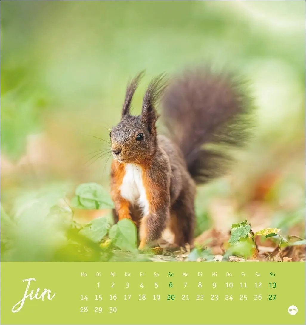 Bild: 9783756415861 | Eichhörnchen Postkartenkalender 2027 | Heye | Kalender | Spiralbindung