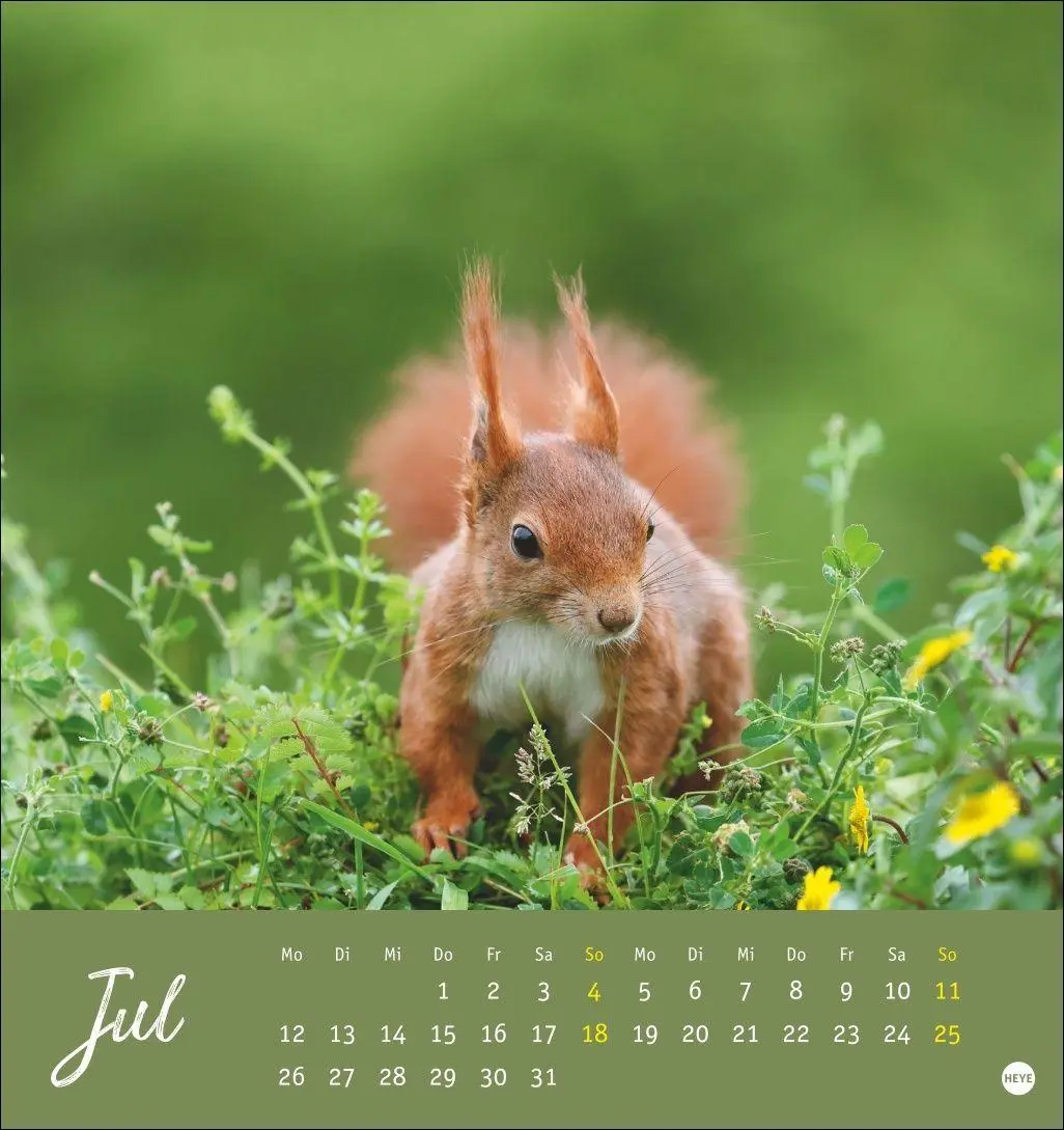 Bild: 9783756415861 | Eichhörnchen Postkartenkalender 2027 | Heye | Kalender | Spiralbindung