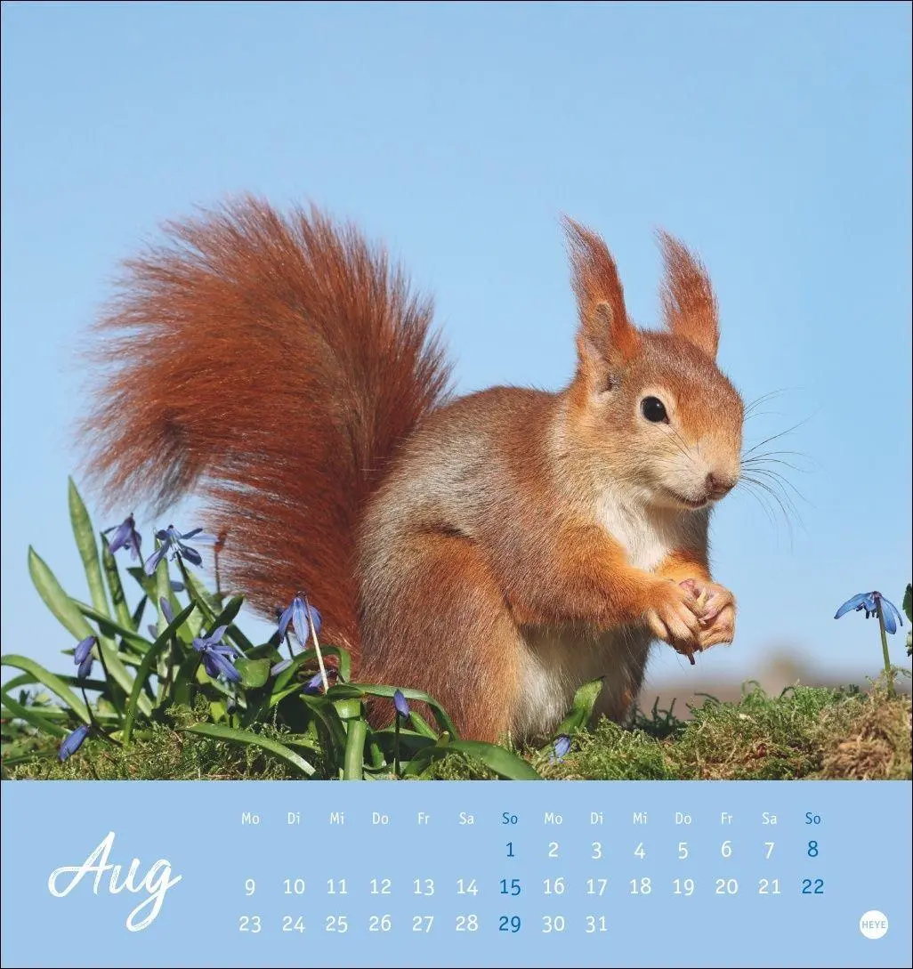 Bild: 9783756415861 | Eichhörnchen Postkartenkalender 2027 | Heye | Kalender | Spiralbindung