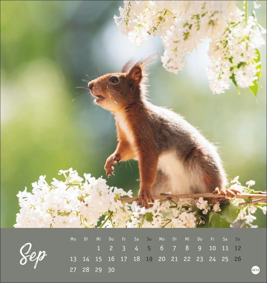 Bild: 9783756415861 | Eichhörnchen Postkartenkalender 2027 | Heye | Kalender | Spiralbindung