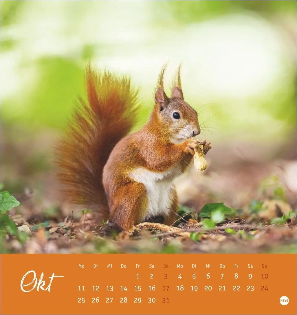 Bild: 9783756415861 | Eichhörnchen Postkartenkalender 2027 | Heye | Kalender | Spiralbindung