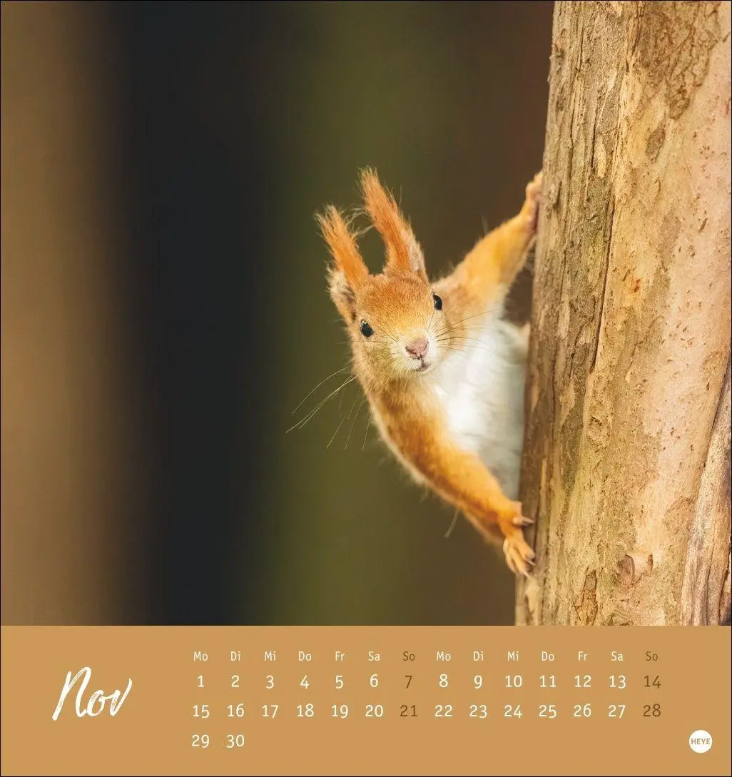 Bild: 9783756415861 | Eichhörnchen Postkartenkalender 2027 | Heye | Kalender | Spiralbindung
