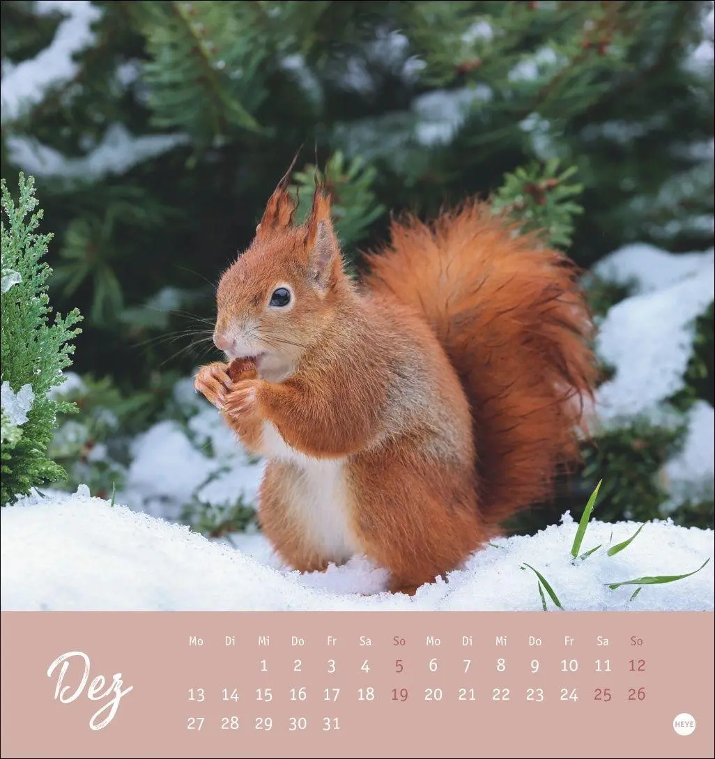 Bild: 9783756415861 | Eichhörnchen Postkartenkalender 2027 | Heye | Kalender | Spiralbindung
