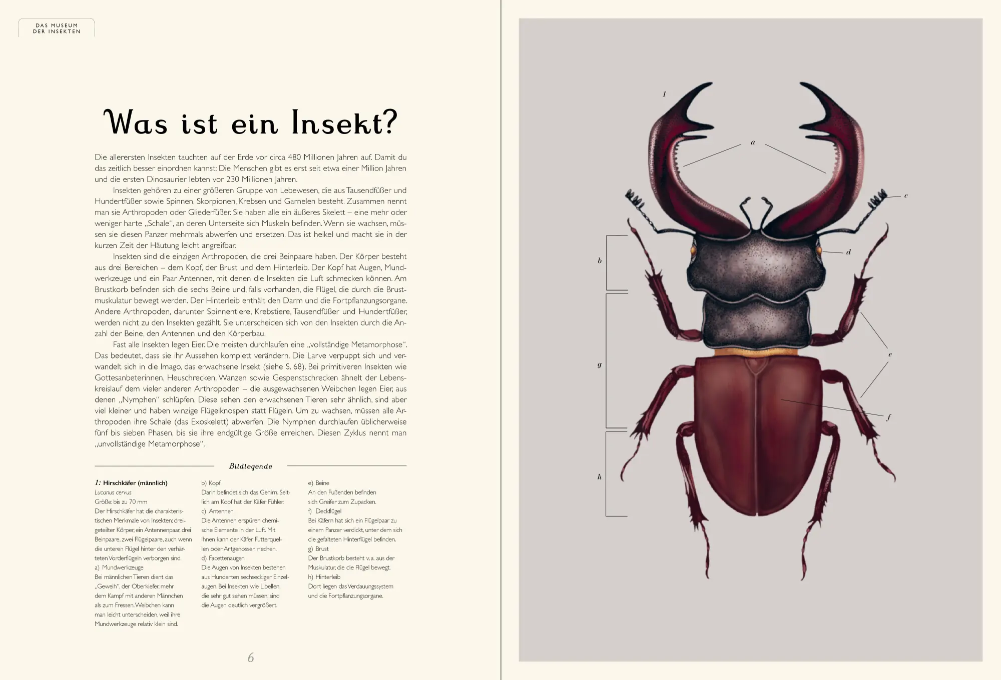 Bild: 9783791375861 | Das Museum der Insekten | Eintritt frei! | Dave Goulson (u. a.) | Buch