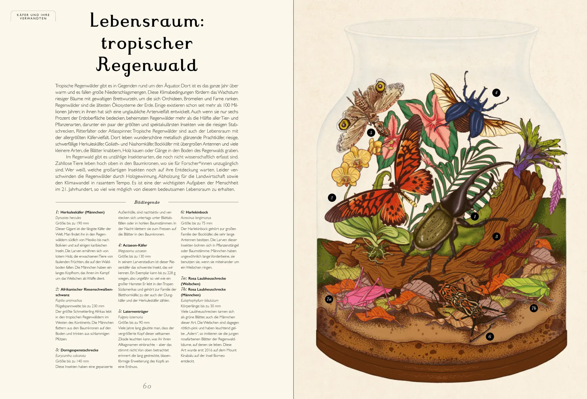 Bild: 9783791375861 | Das Museum der Insekten | Eintritt frei! | Dave Goulson (u. a.) | Buch