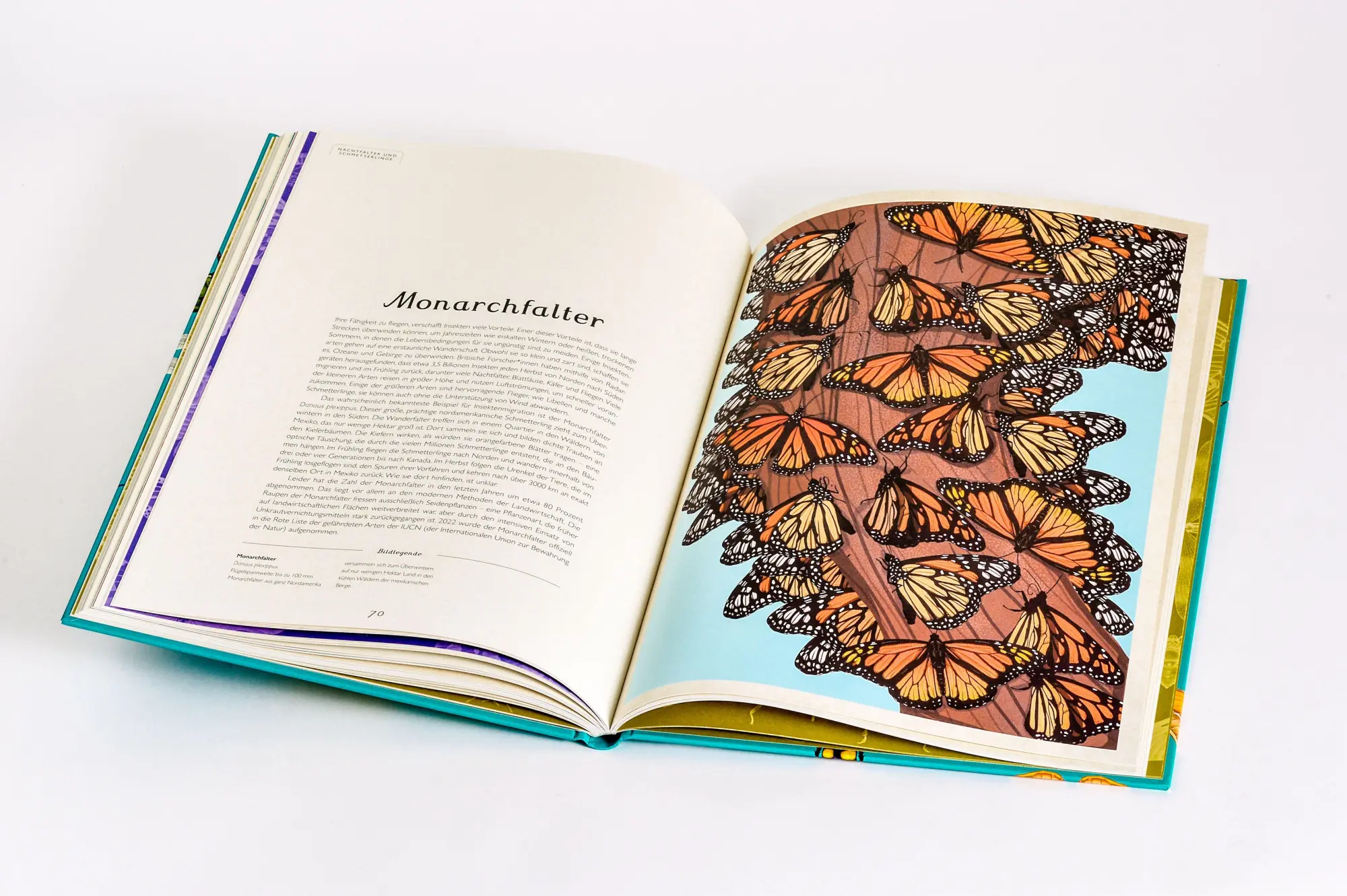 Bild: 9783791375861 | Das Museum der Insekten | Dave Goulson (u. a.) | Buch | 112 S. | 2024