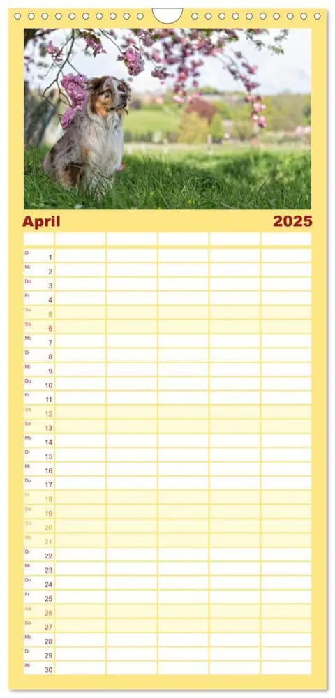 Bild: 9783457115961 | Familienplaner 2025 - Australian Shepherd mit 5 Spalten...