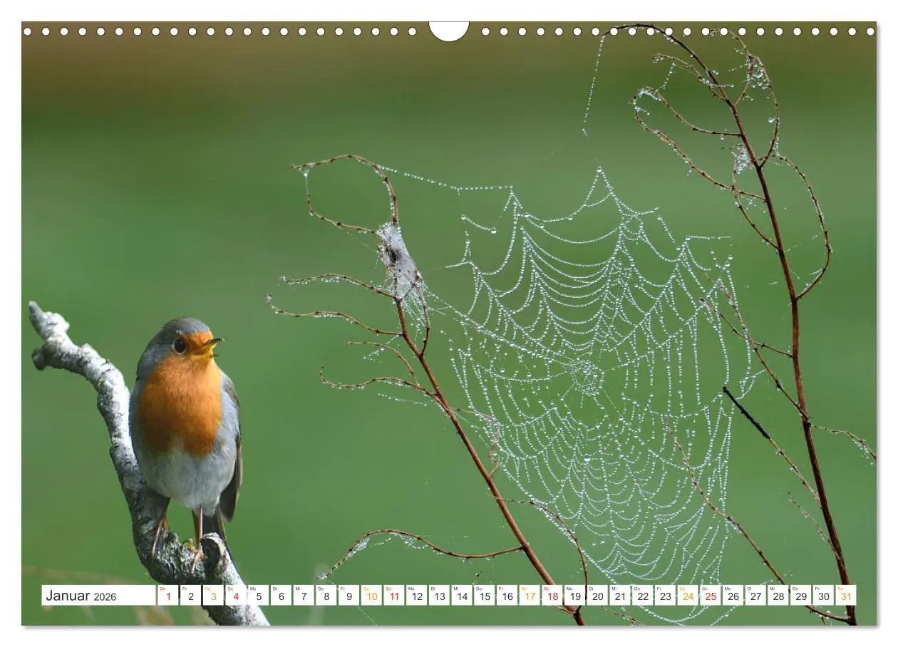 Bild: 9783457735961 | Das Rotkehlchen, ein Kleiner ganz Groß (Wandkalender 2026 DIN A3...