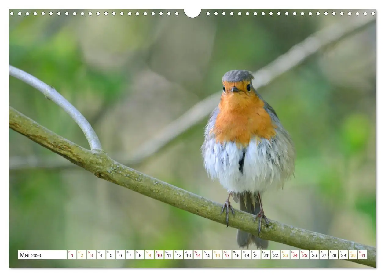 Bild: 9783457735961 | Das Rotkehlchen, ein Kleiner ganz Groß (Wandkalender 2026 DIN A3...