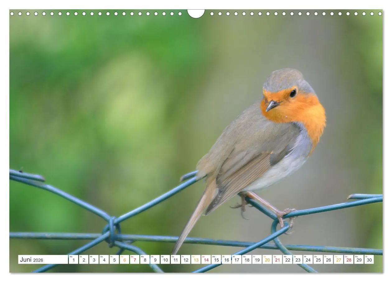 Bild: 9783457735961 | Das Rotkehlchen, ein Kleiner ganz Groß (Wandkalender 2026 DIN A3...