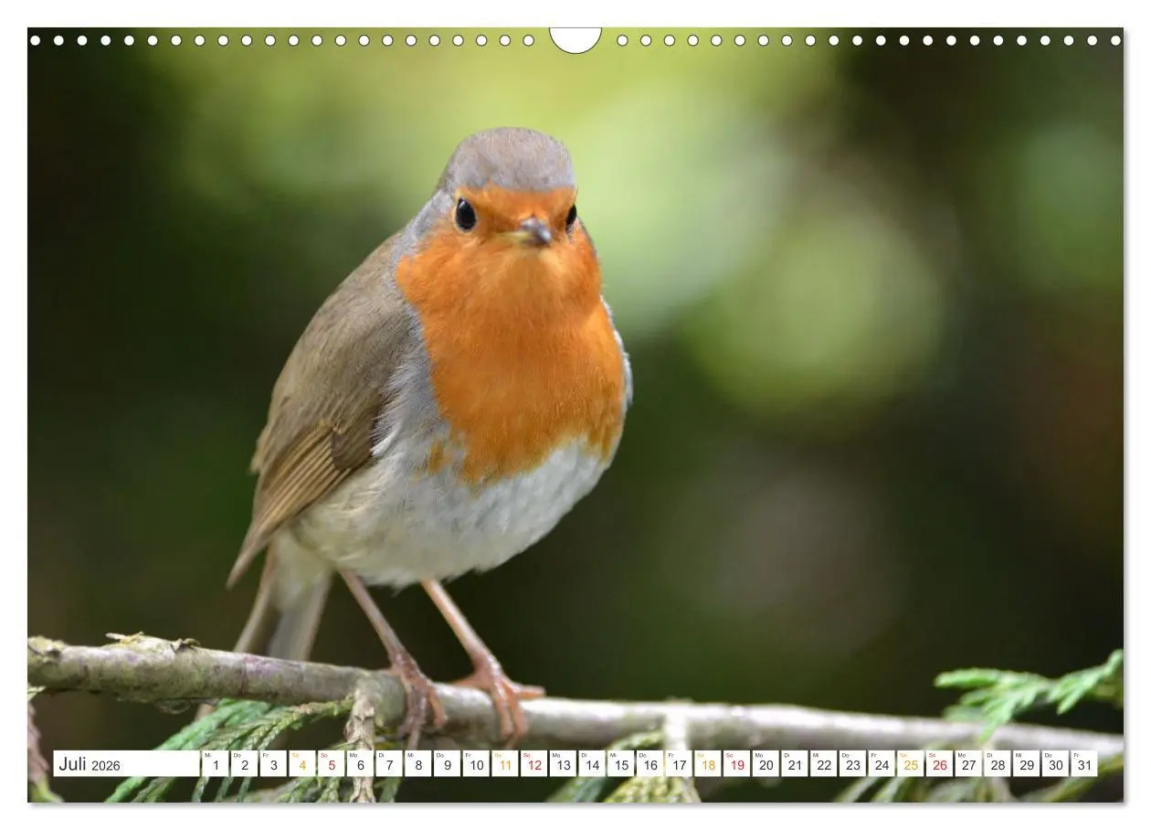 Bild: 9783457735961 | Das Rotkehlchen, ein Kleiner ganz Groß (Wandkalender 2026 DIN A3...