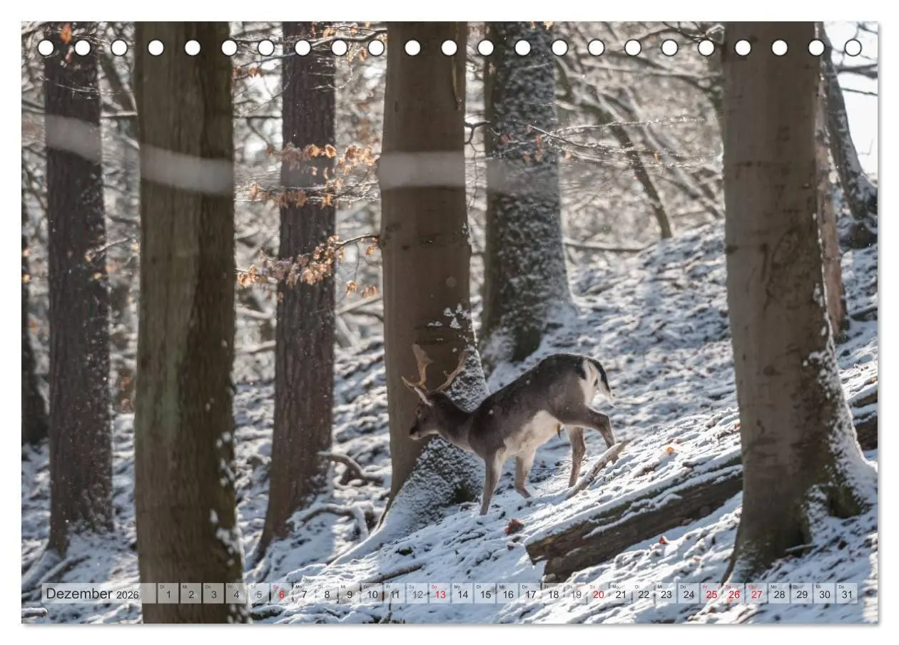 Bild: 9783516065961 | Emotionale Momente: Das Damwild. (Tischkalender 2026 DIN A5 quer),...