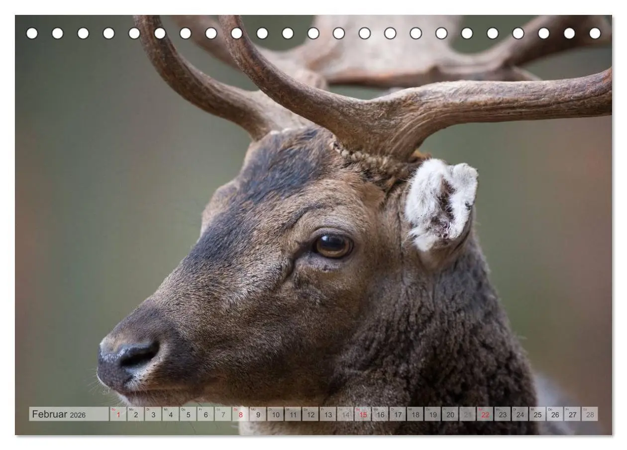 Bild: 9783516065961 | Emotionale Momente: Das Damwild. (Tischkalender 2026 DIN A5 quer),...