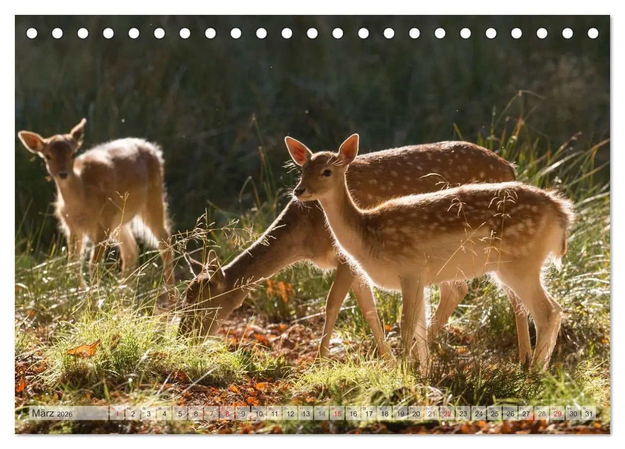 Bild: 9783516065961 | Emotionale Momente: Das Damwild. (Tischkalender 2026 DIN A5 quer),...