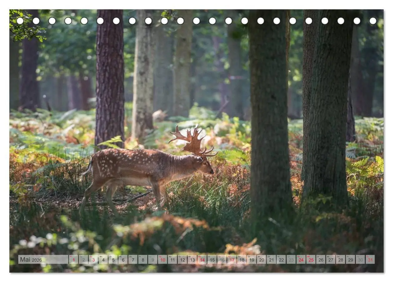 Bild: 9783516065961 | Emotionale Momente: Das Damwild. (Tischkalender 2026 DIN A5 quer),...