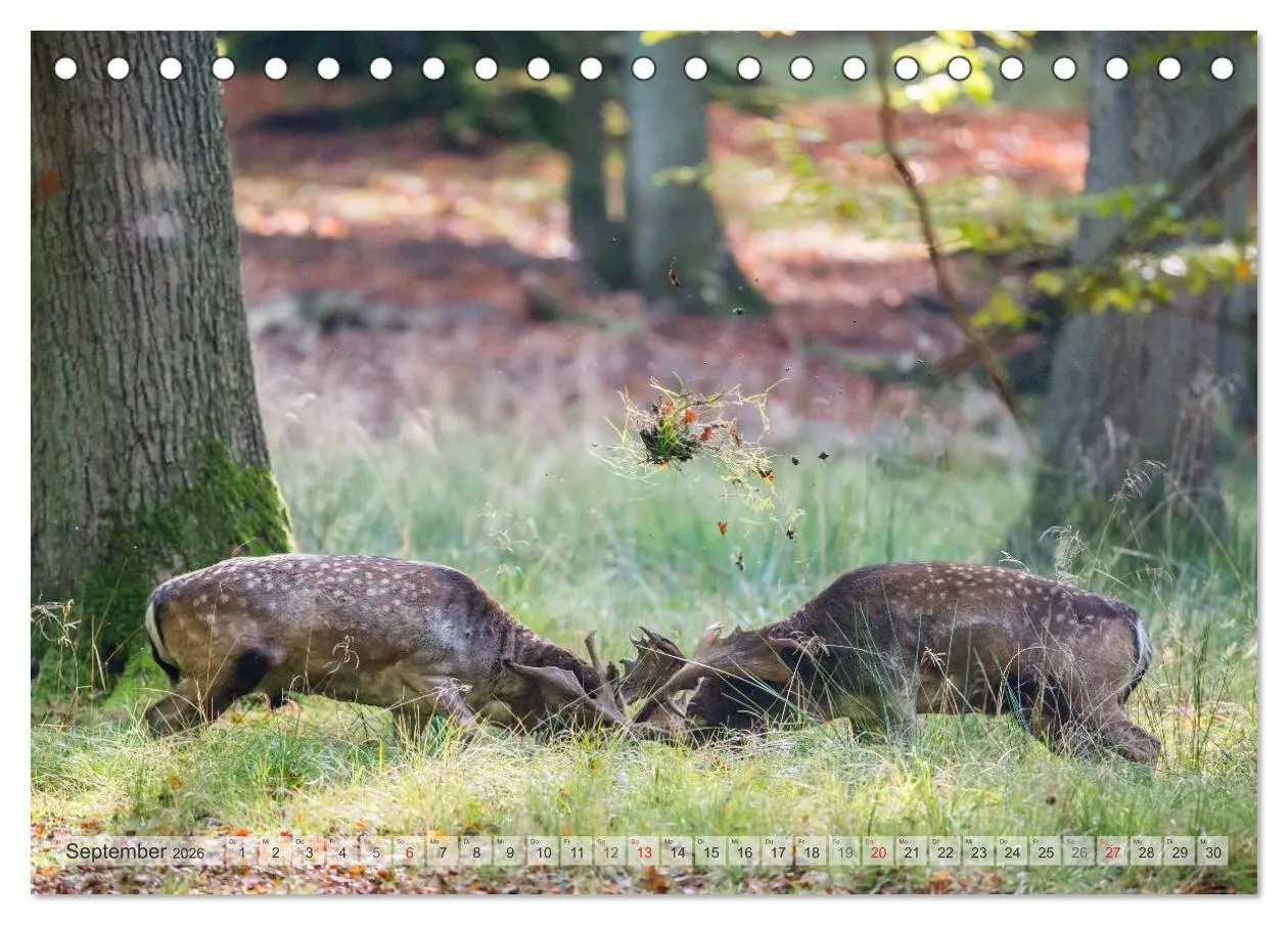 Bild: 9783516065961 | Emotionale Momente: Das Damwild. (Tischkalender 2026 DIN A5 quer),...