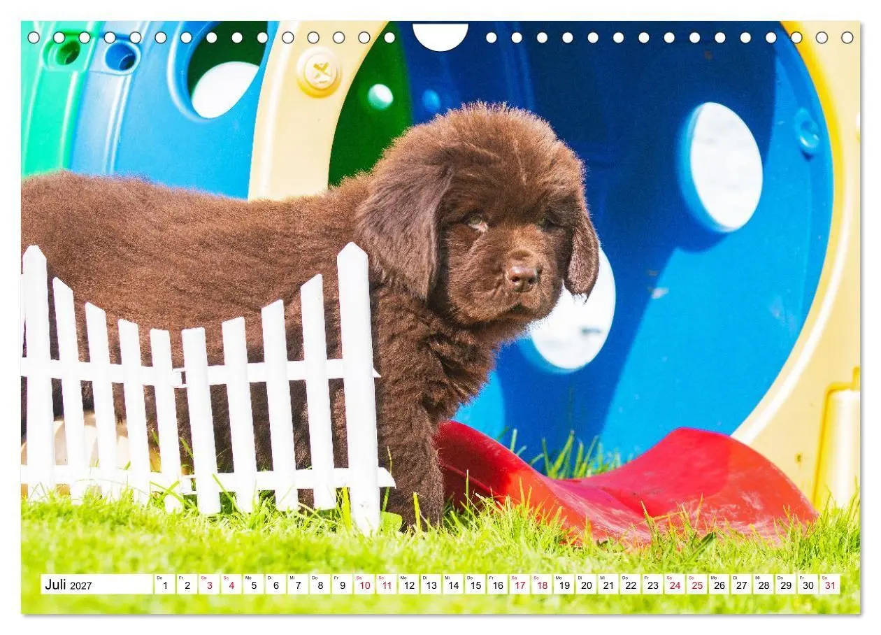Bild: 9783569465961 | Neufundländer - Bilder aus der Kinderstube (Wandkalender 2027 DIN...