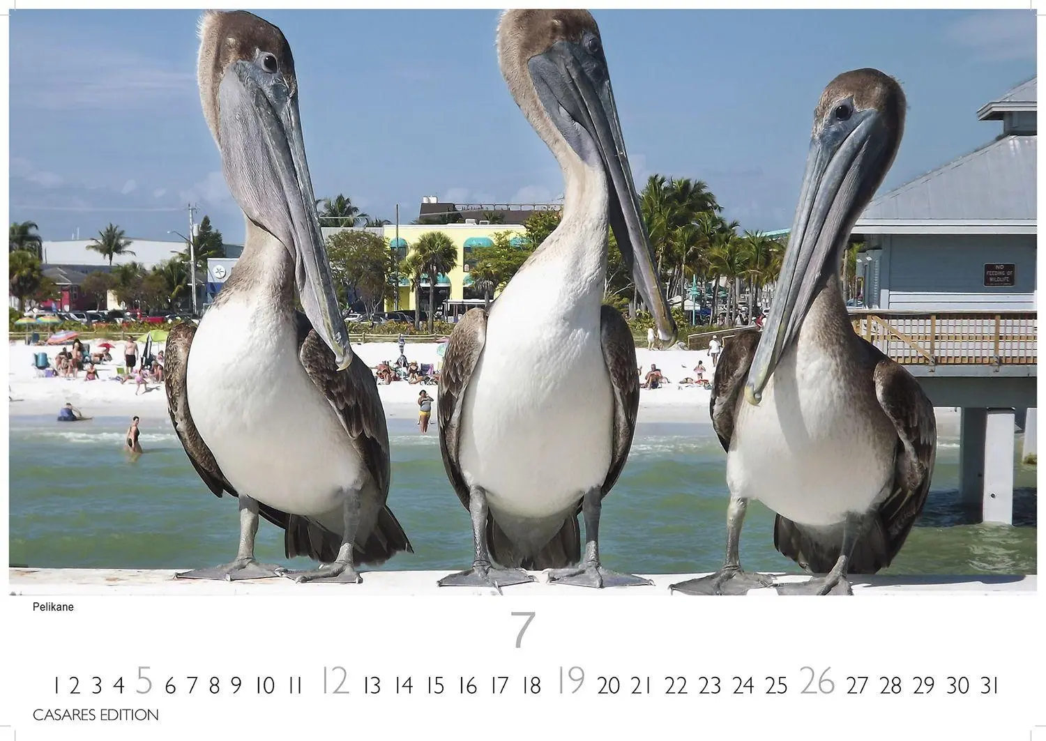 Bild: 9781835246061 | Florida Kalender 2026 - Wandkalender Fotokalender Nordamerika...