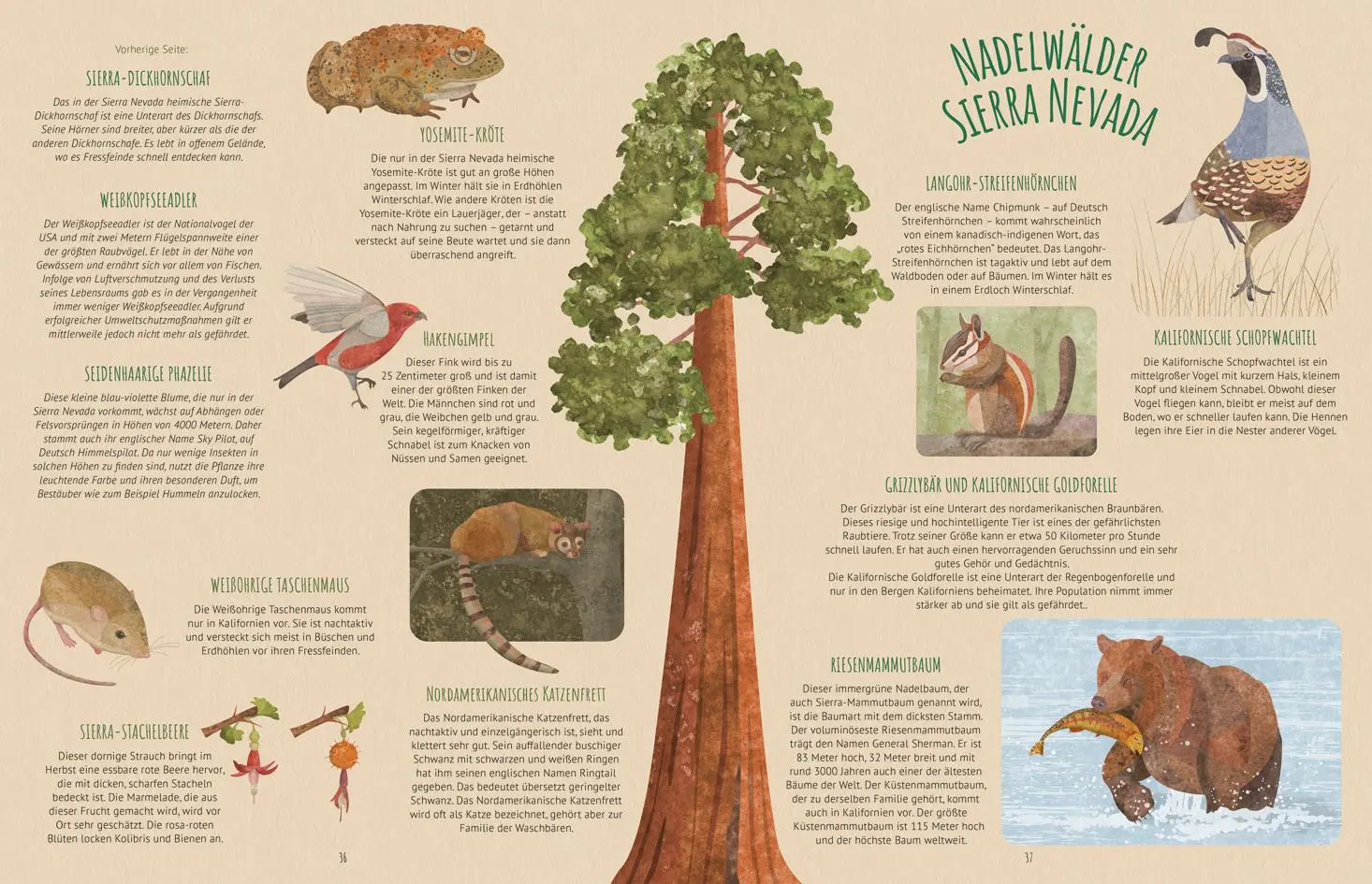 Bild: 9783788676261 | Biome der Welt | Juliana Aschwanden-Vilaça | Buch | 96 S. | Deutsch