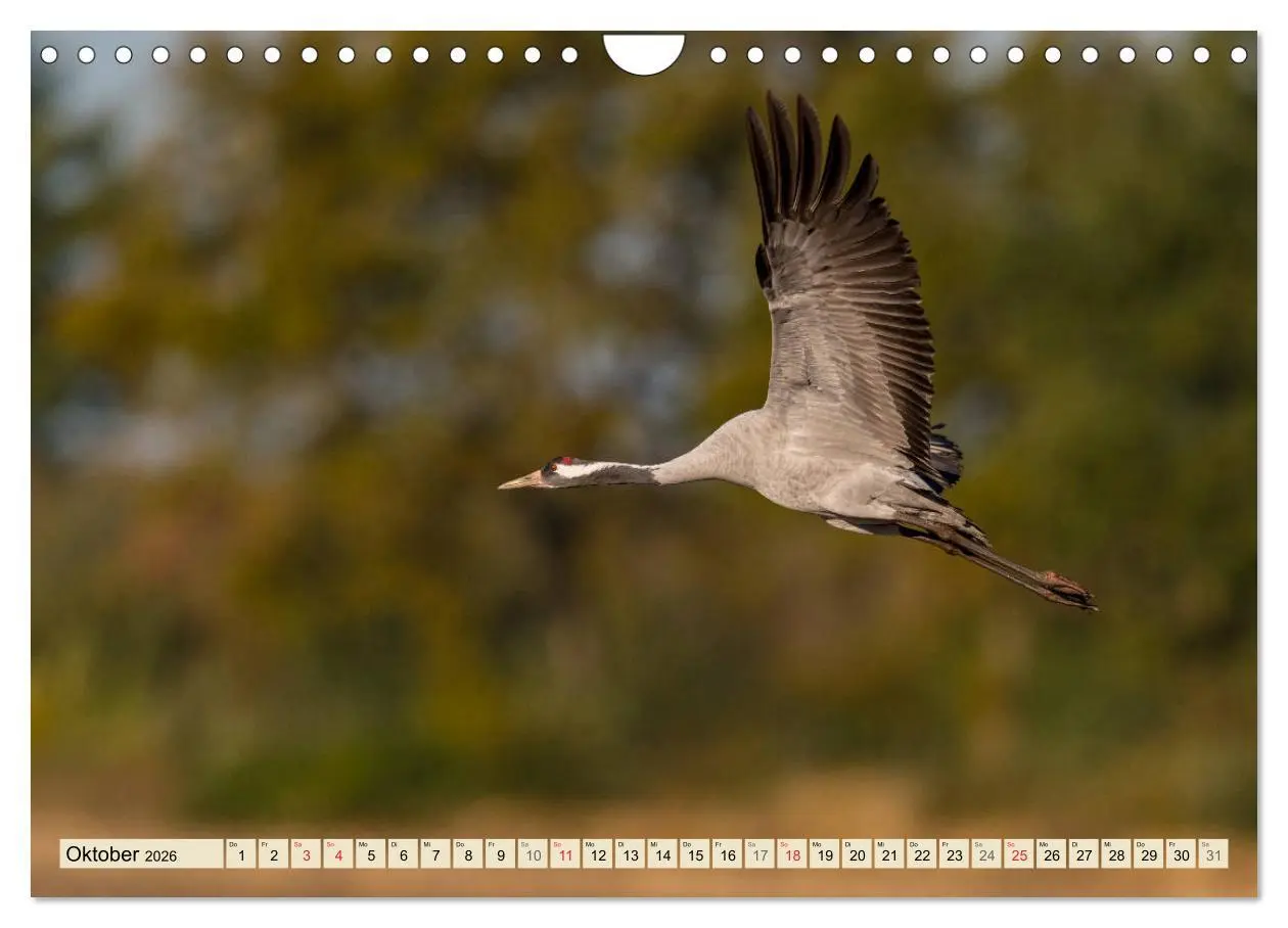 Bild: 9783457766361 | Niedersachsens Natur (Wandkalender 2026 DIN A4 quer), CALVENDO...