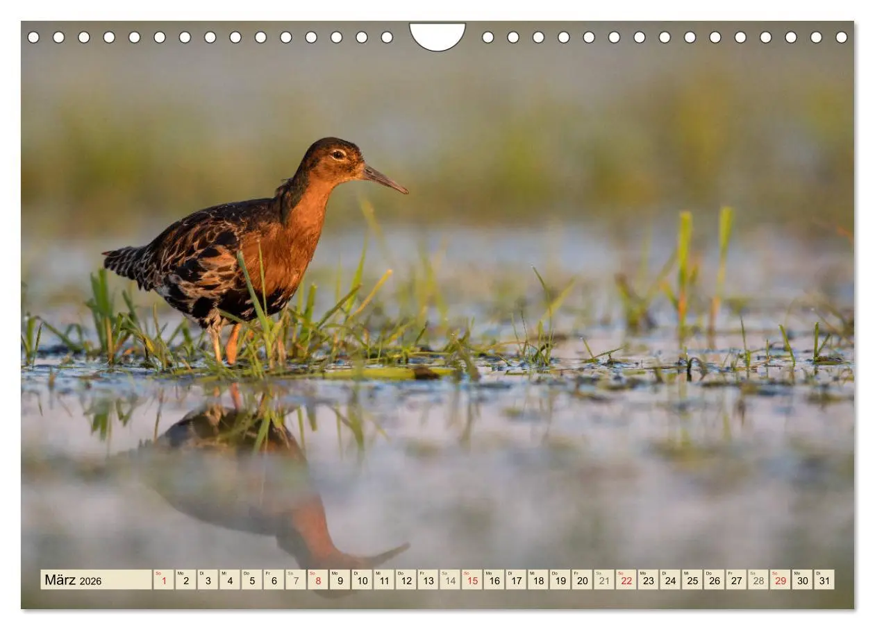 Bild: 9783457766361 | Niedersachsens Natur (Wandkalender 2026 DIN A4 quer), CALVENDO...