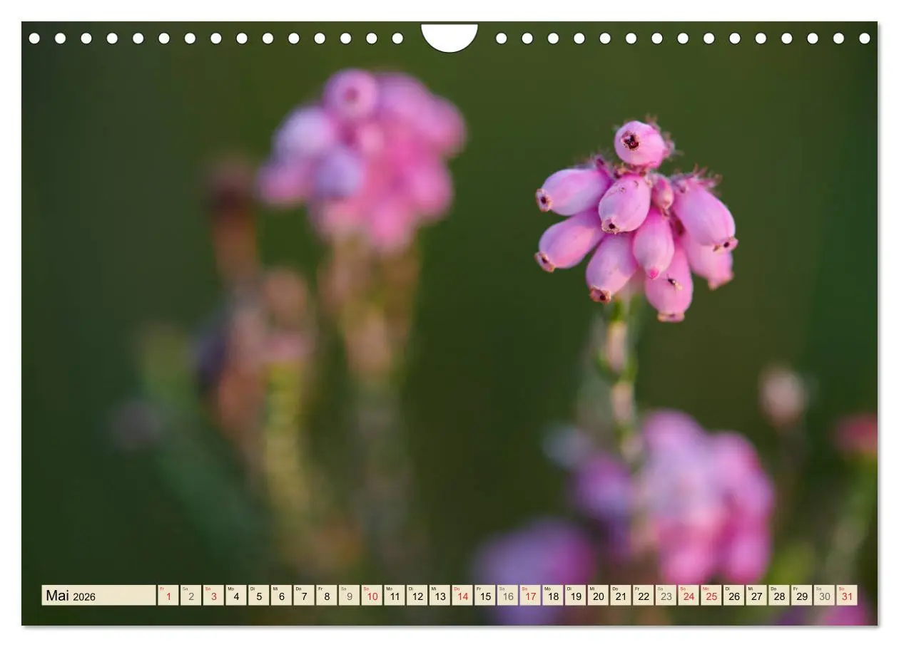 Bild: 9783457766361 | Niedersachsens Natur (Wandkalender 2026 DIN A4 quer), CALVENDO...