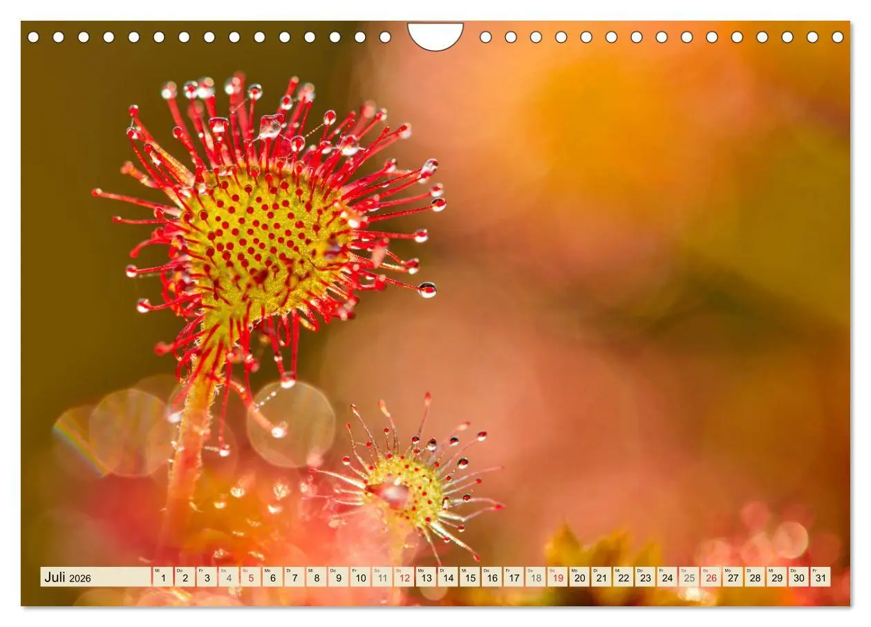 Bild: 9783457766361 | Niedersachsens Natur (Wandkalender 2026 DIN A4 quer), CALVENDO...