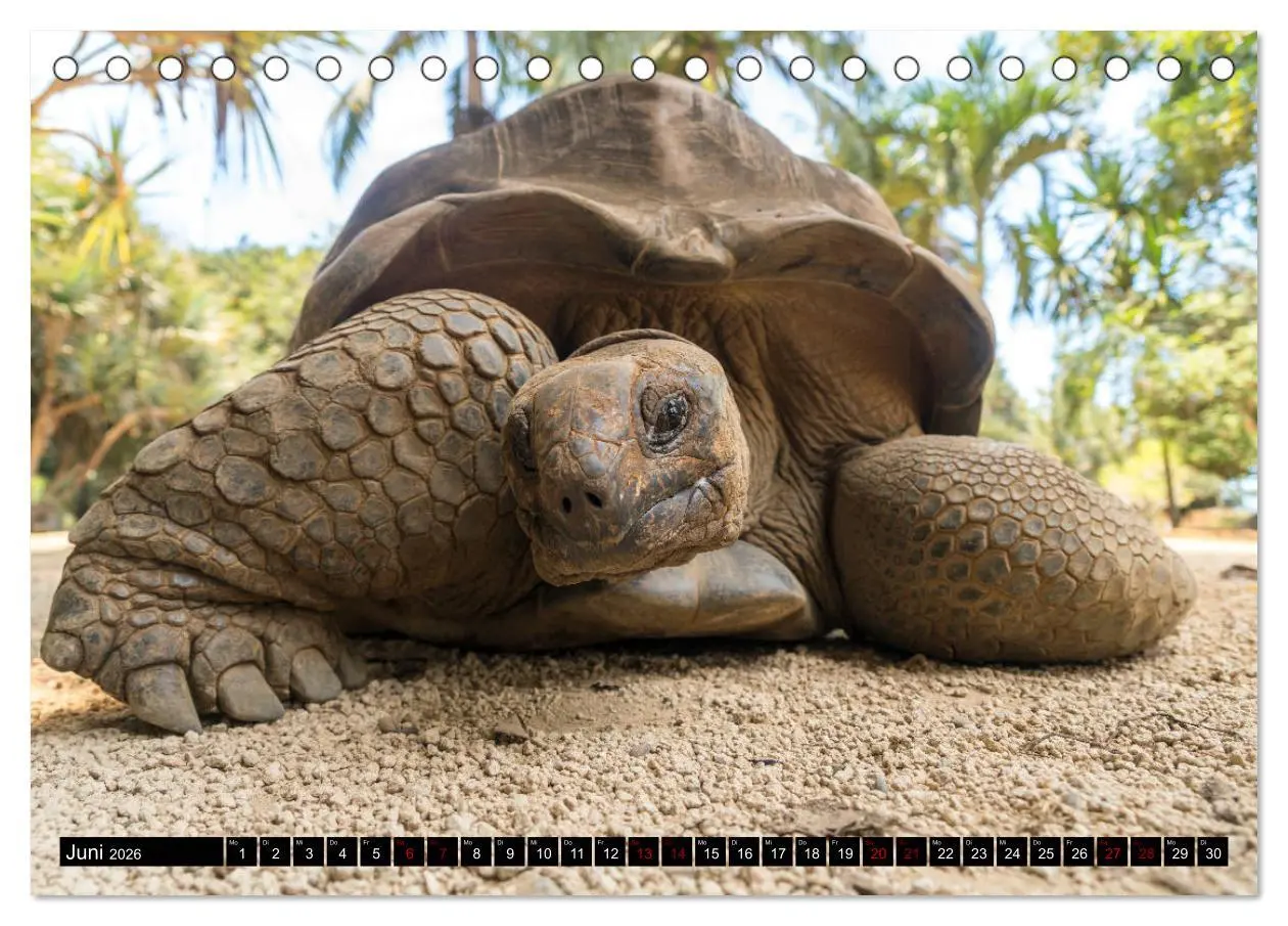 Bild: 9783457836361 | Trauminsel Mauritius (Tischkalender 2026 DIN A5 quer), CALVENDO...