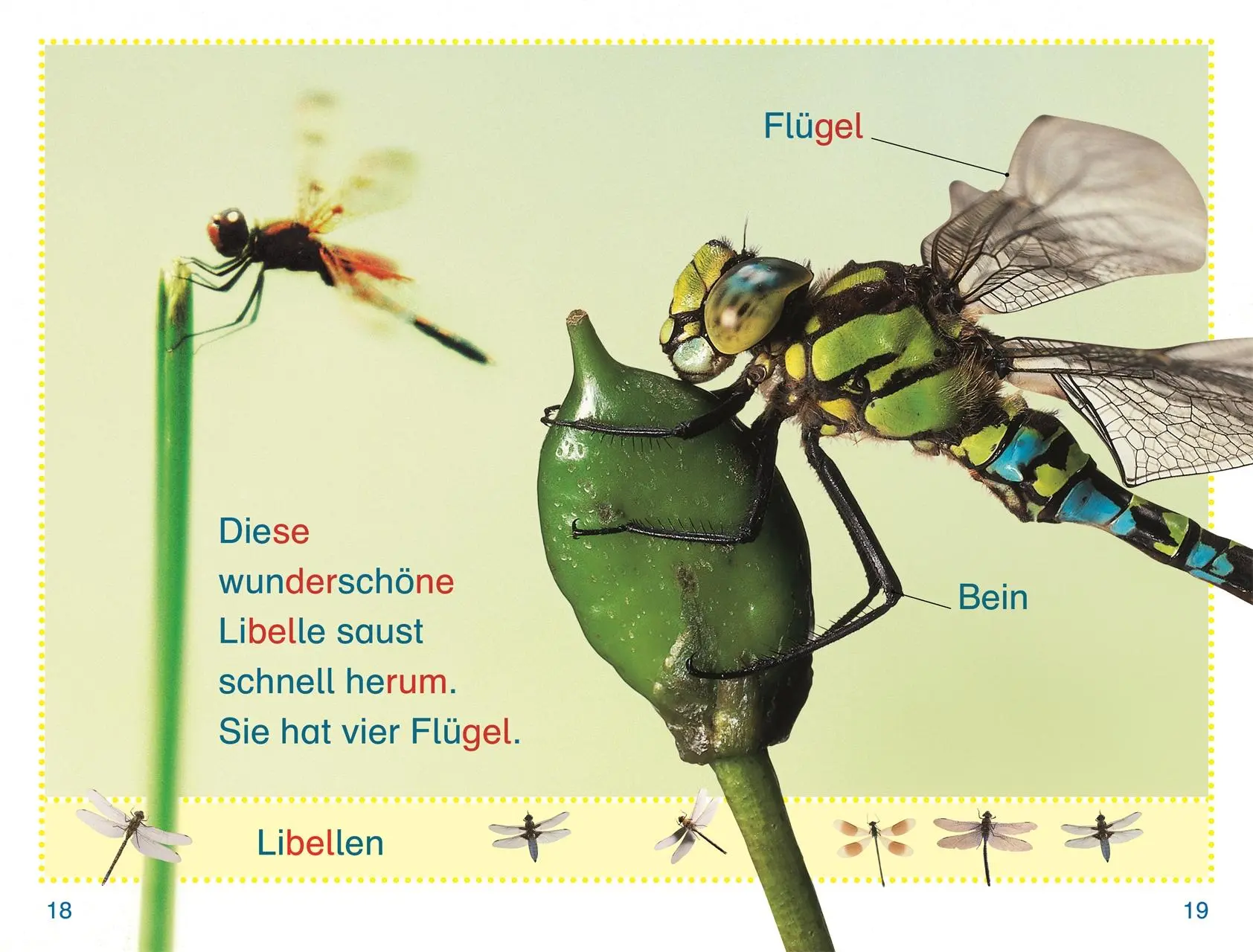 Bild: 9783831046461 | SUPERLESER! Wer versteckt sich im Garten? | DK Verlag - Kids | Buch