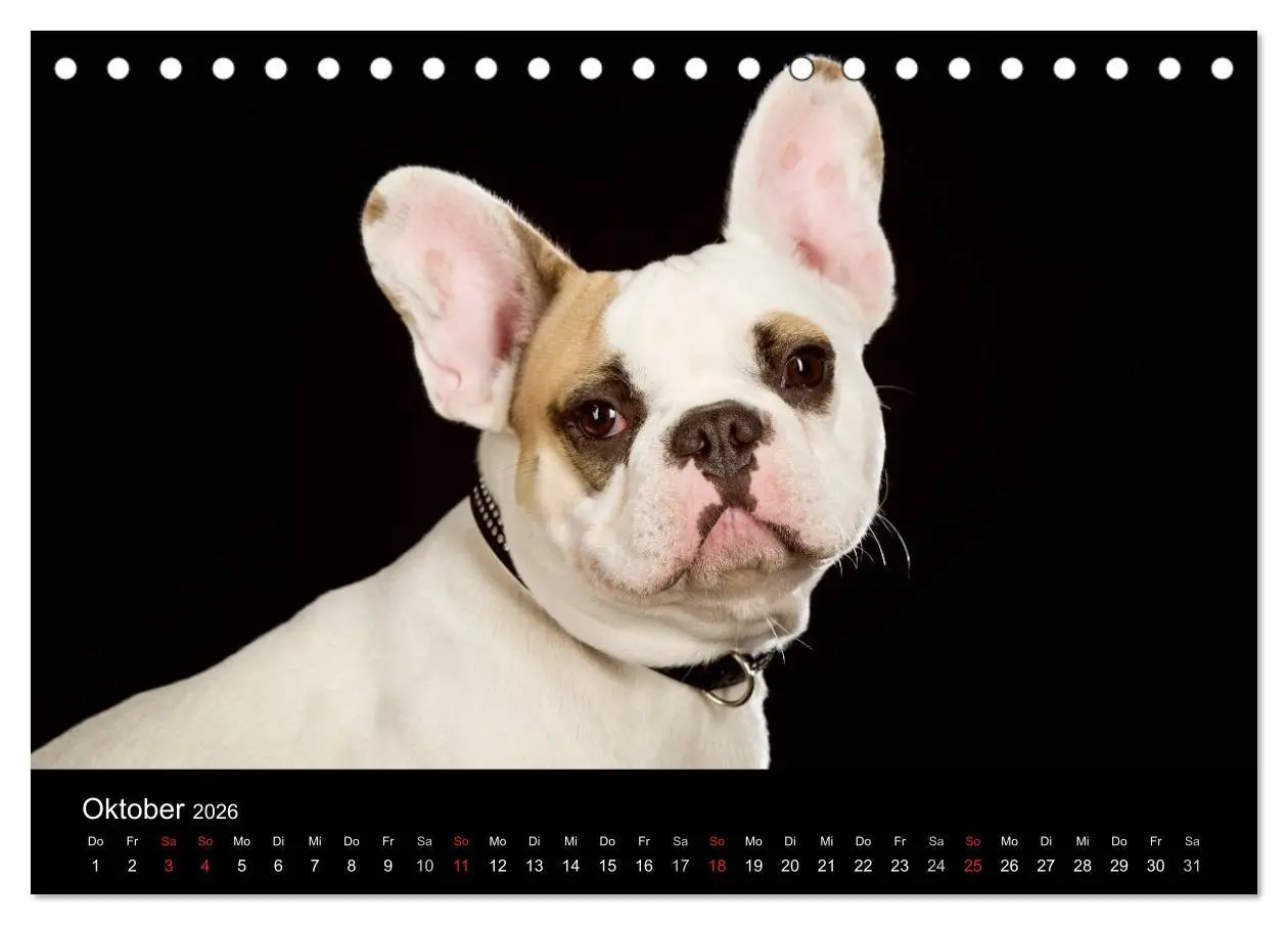 Bild: 9783516146561 | Dogs (Tischkalender 2026 DIN A5 quer), CALVENDO Monatskalender | Noack