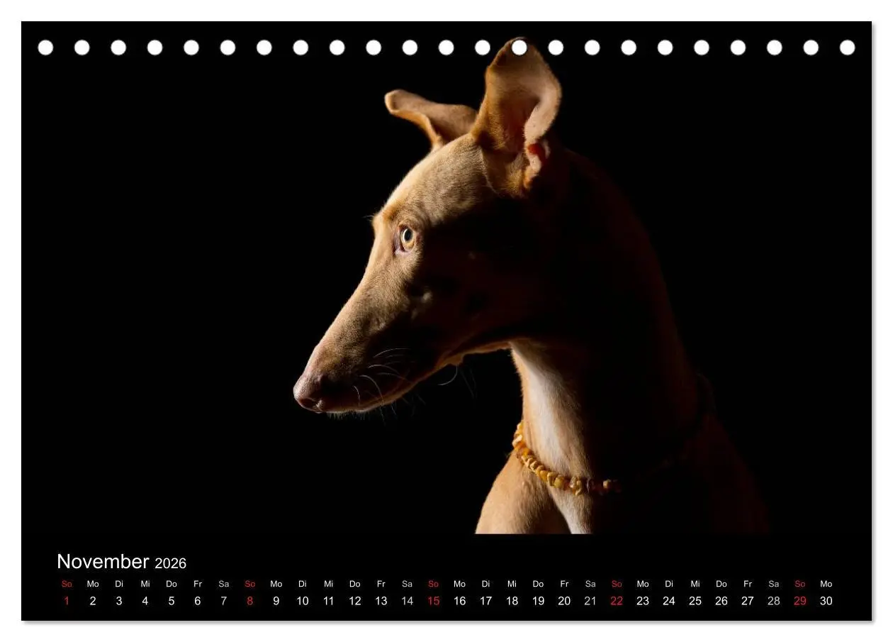Bild: 9783516146561 | Dogs (Tischkalender 2026 DIN A5 quer), CALVENDO Monatskalender | Noack