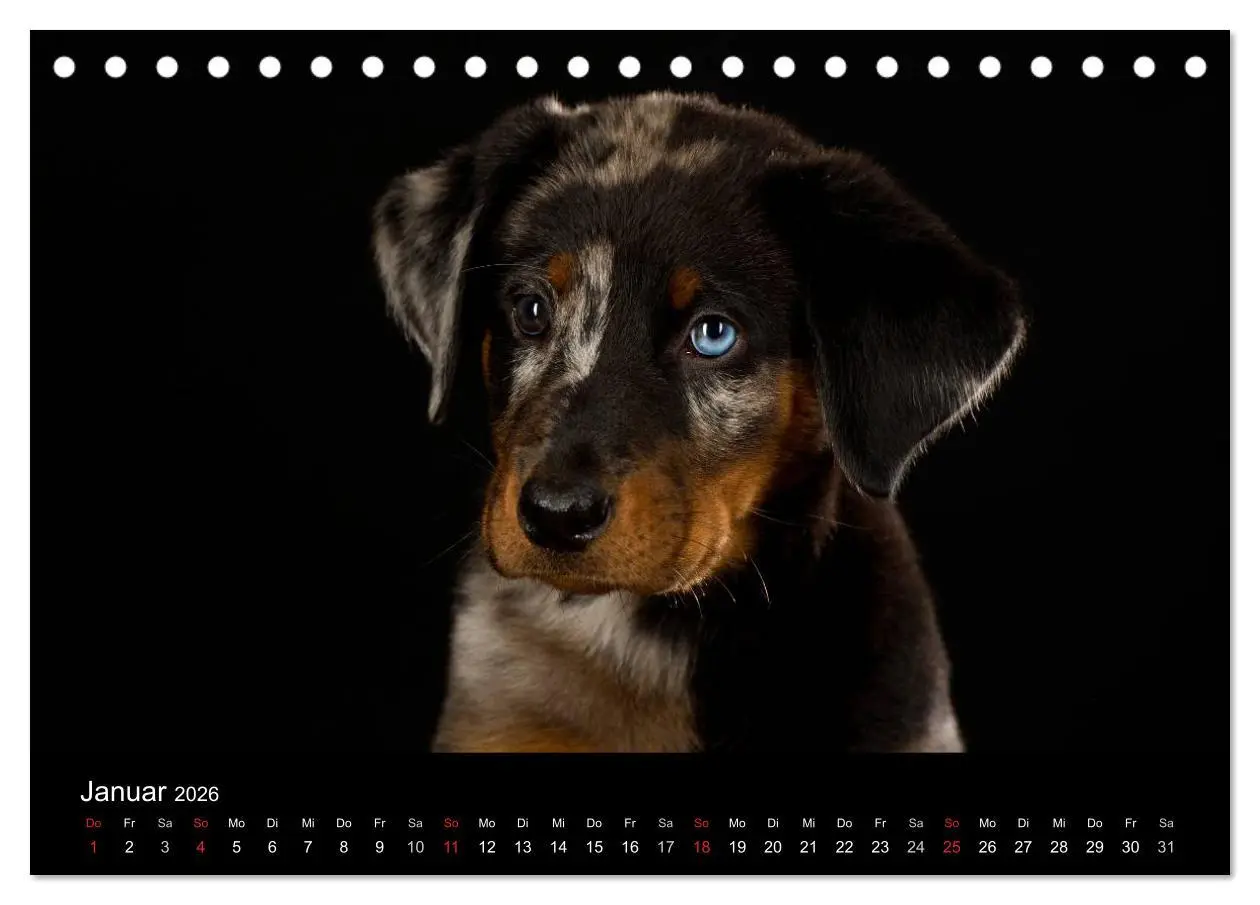 Bild: 9783516146561 | Dogs (Tischkalender 2026 DIN A5 quer), CALVENDO Monatskalender | Noack