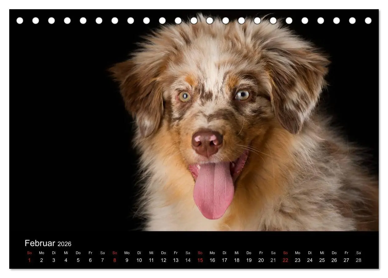Bild: 9783516146561 | Dogs (Tischkalender 2026 DIN A5 quer), CALVENDO Monatskalender | Noack