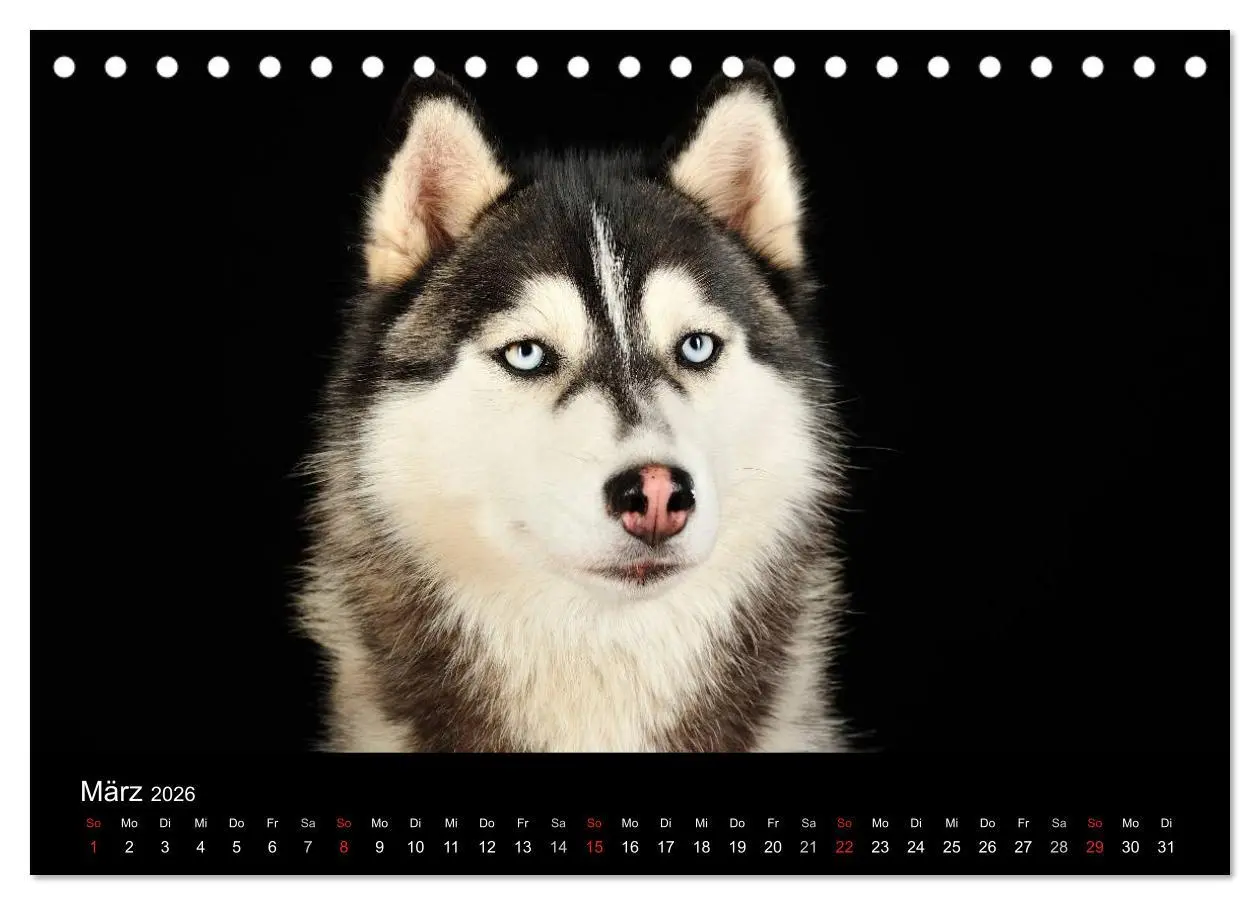 Bild: 9783516146561 | Dogs (Tischkalender 2026 DIN A5 quer), CALVENDO Monatskalender | Noack