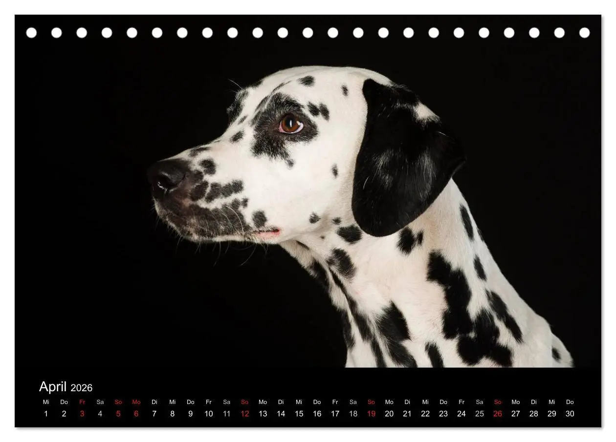 Bild: 9783516146561 | Dogs (Tischkalender 2026 DIN A5 quer), CALVENDO Monatskalender | Noack