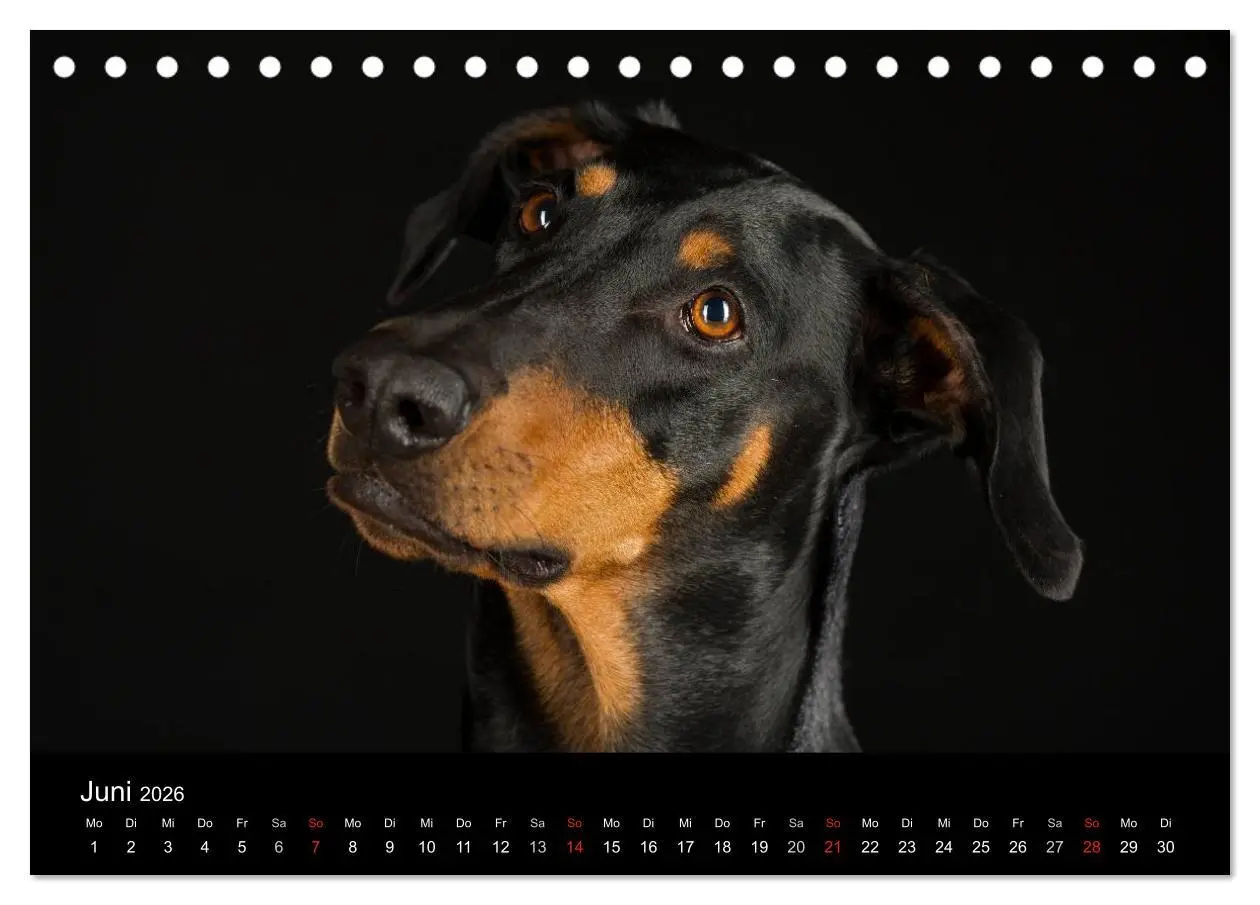 Bild: 9783516146561 | Dogs (Tischkalender 2026 DIN A5 quer), CALVENDO Monatskalender | Noack