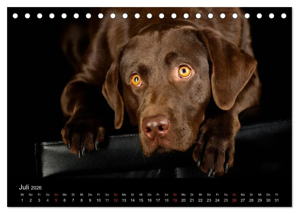 Bild: 9783516146561 | Dogs (Tischkalender 2026 DIN A5 quer), CALVENDO Monatskalender | Noack
