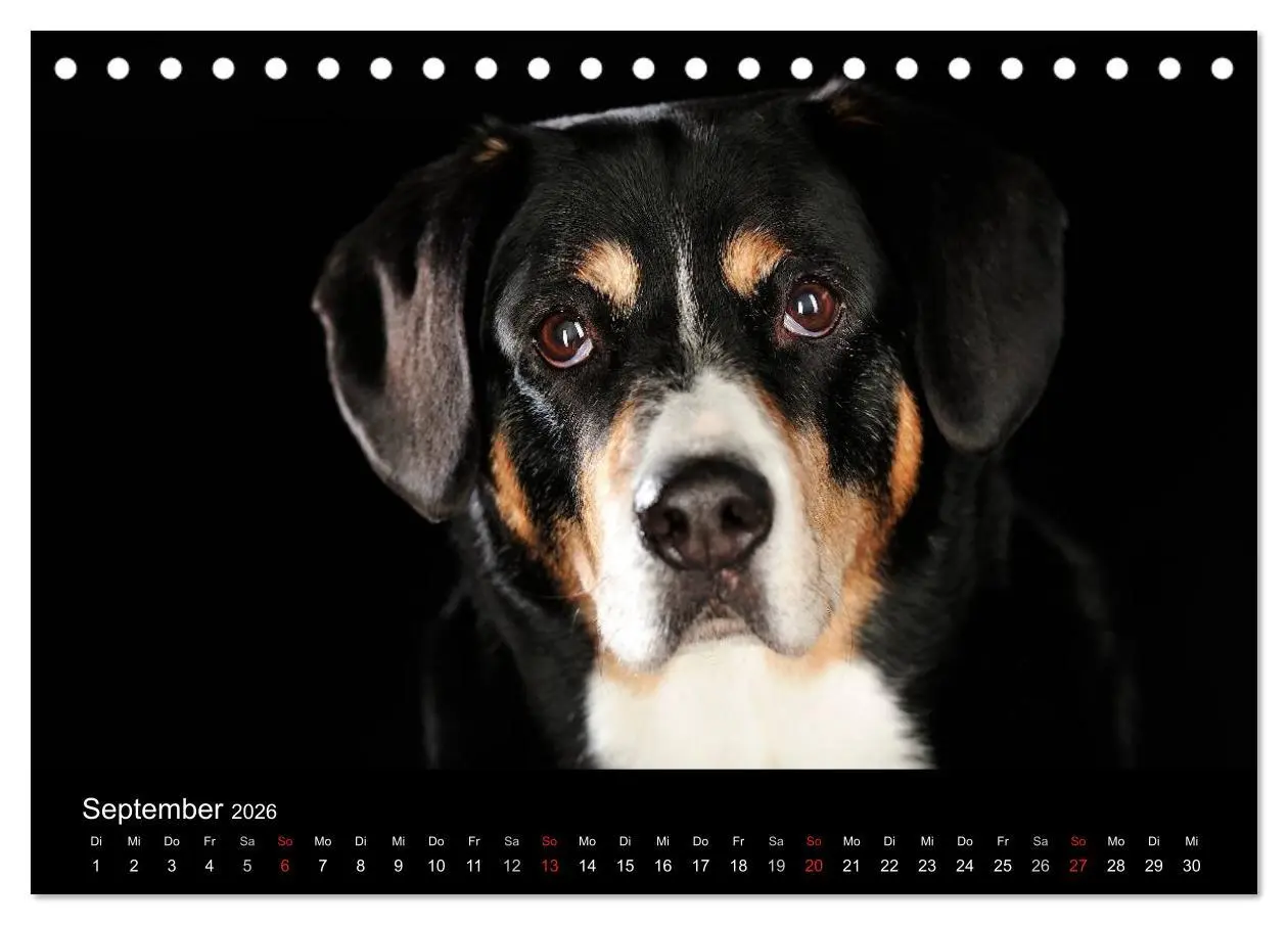 Bild: 9783516146561 | Dogs (Tischkalender 2026 DIN A5 quer), CALVENDO Monatskalender | Noack