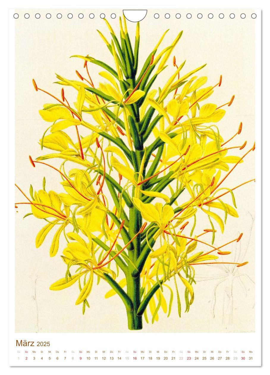 Bild: 9783457046661 | Blüten: Zeichnungen und Stiche aus dem 19. Jahrhundert...