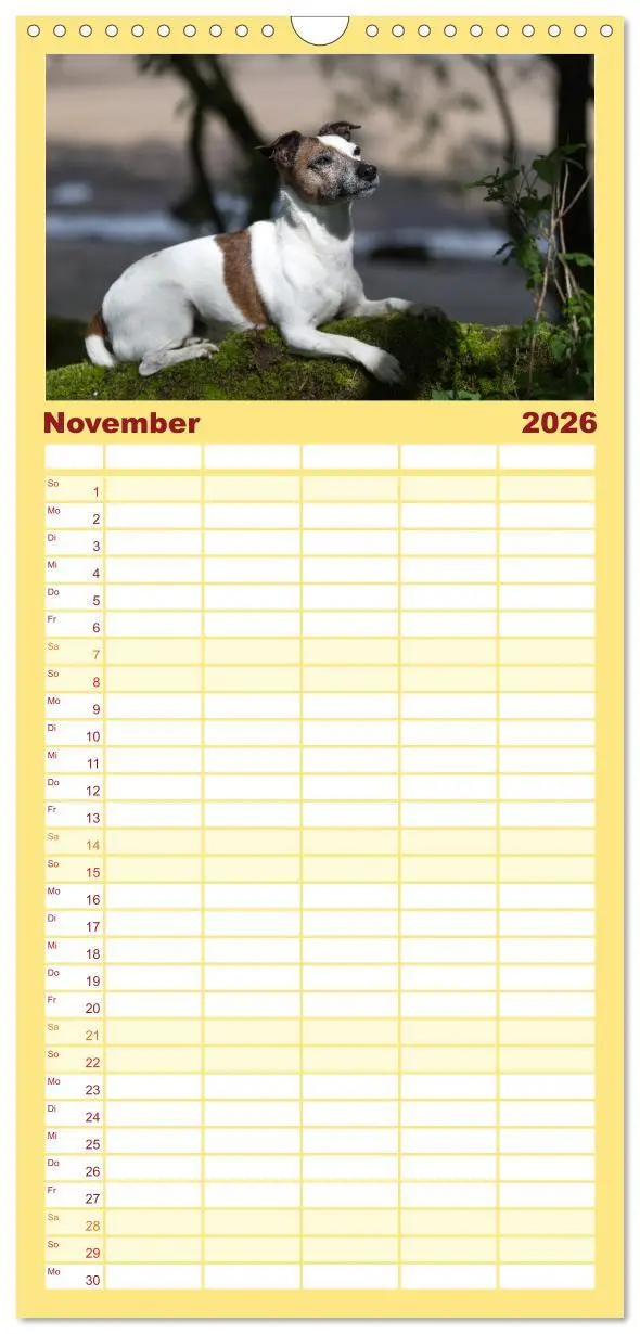 Bild: 9783516516661 | Familienplaner 2026 - Jack Russell - Klein, aber oho! mit 5 Spalten...