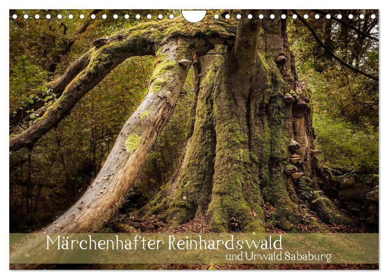 Cover: 9783435626861 | Märchenhafter Reinhardswald und Urwald Sababurg (Wandkalender 2025...