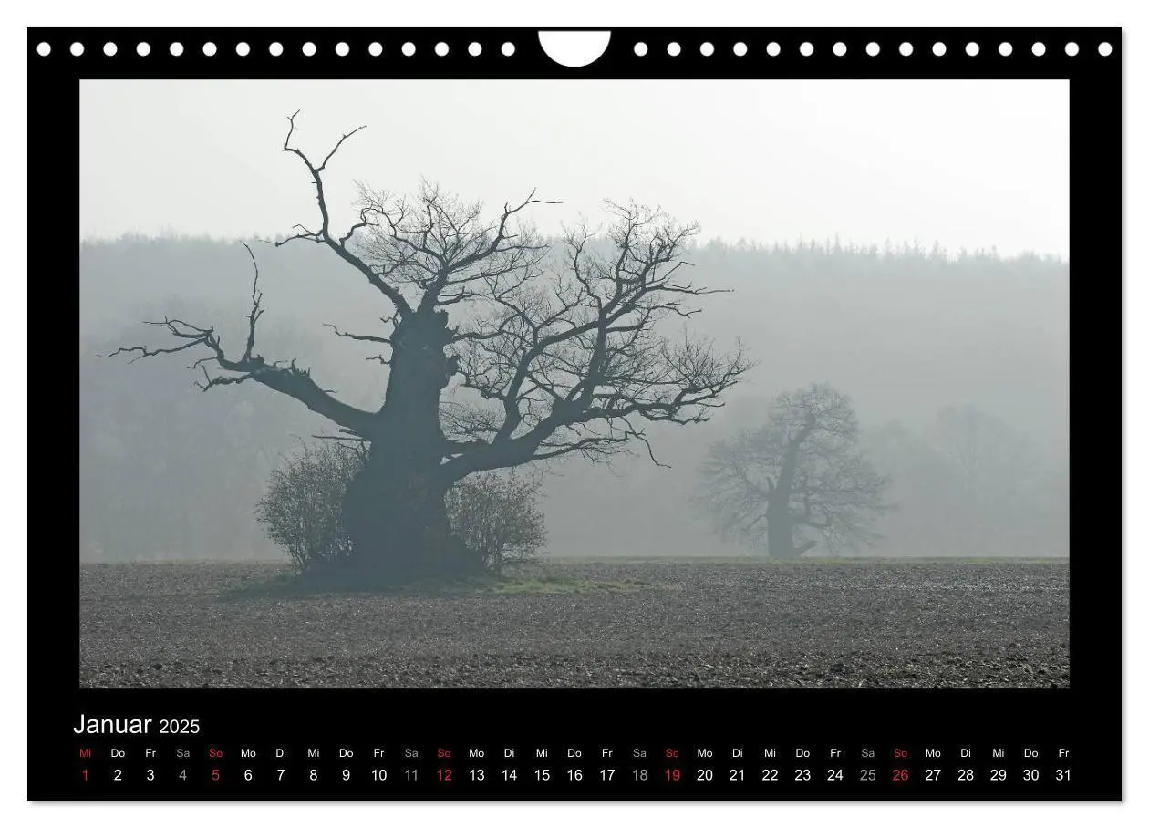 Bild: 9783435626861 | Märchenhafter Reinhardswald und Urwald Sababurg (Wandkalender 2025...