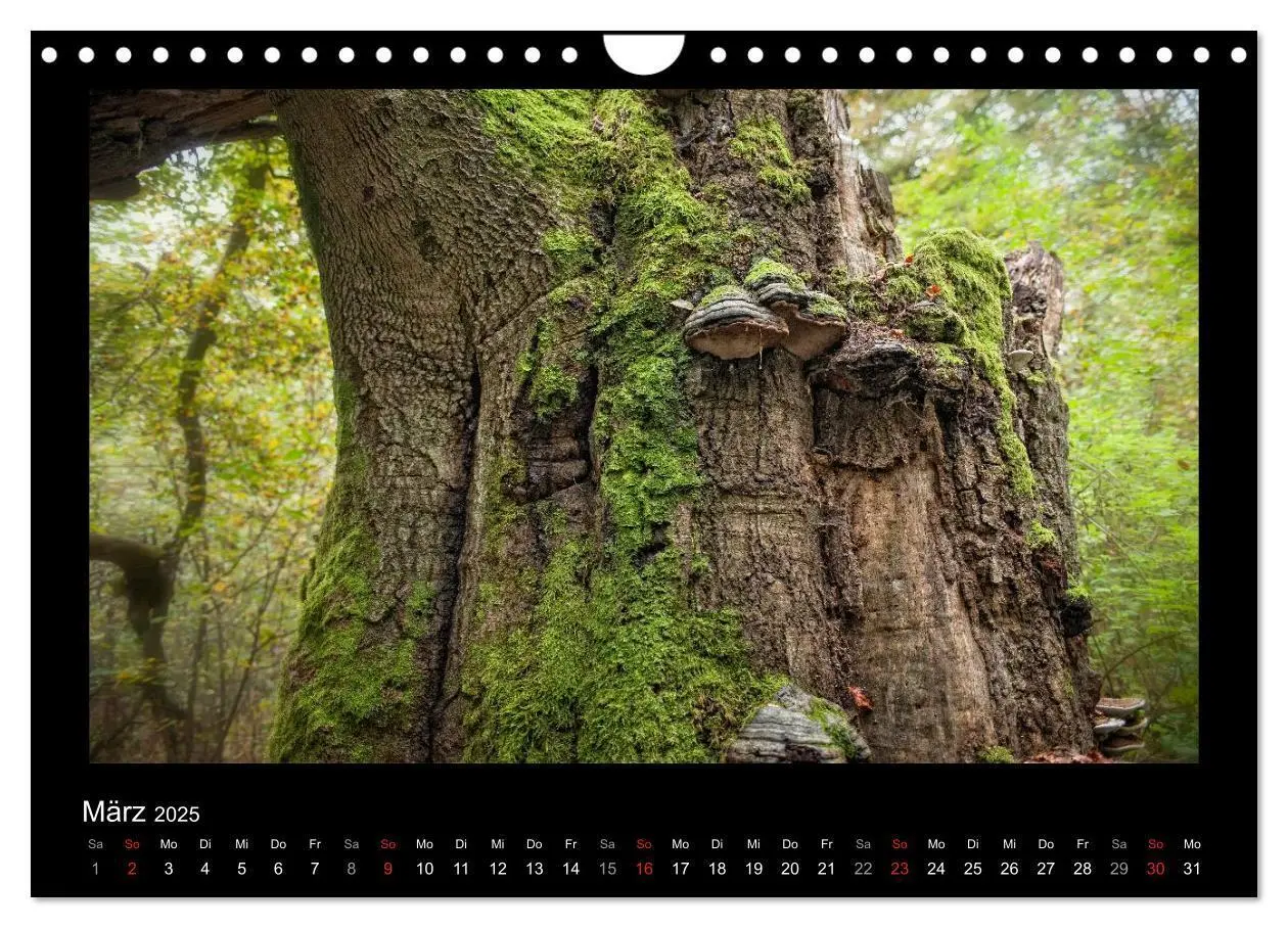 Bild: 9783435626861 | Märchenhafter Reinhardswald und Urwald Sababurg (Wandkalender 2025...