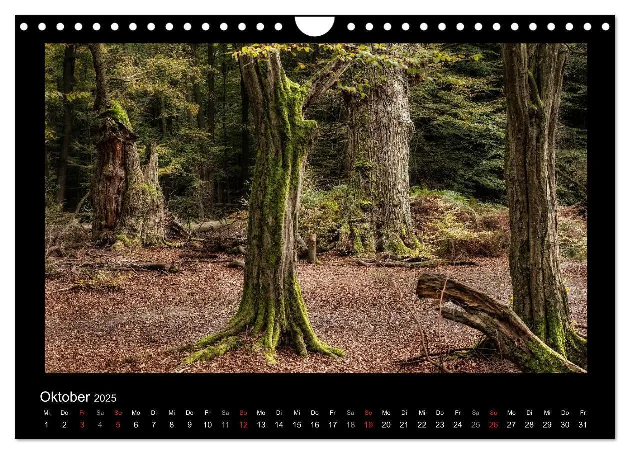 Bild: 9783435626861 | Märchenhafter Reinhardswald und Urwald Sababurg (Wandkalender 2025...