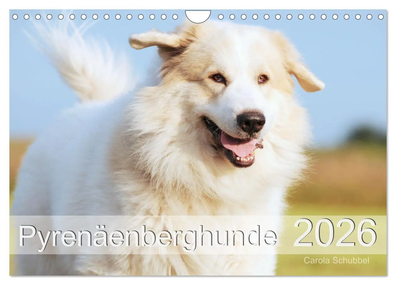 Cover: 9783457636961 | Pyrenäenberghunde (Wandkalender 2026 DIN A4 quer), CALVENDO...