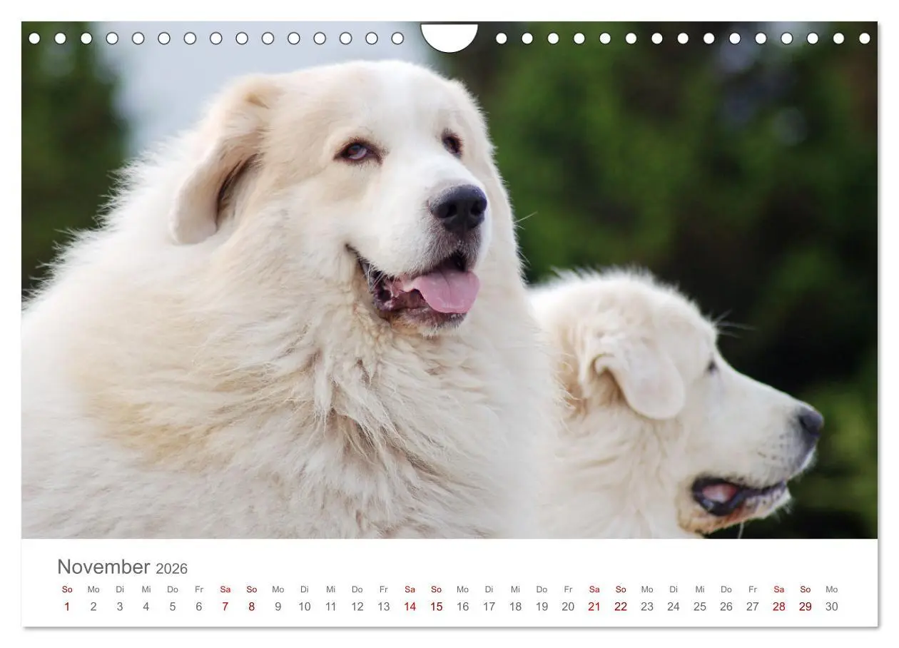 Bild: 9783457636961 | Pyrenäenberghunde (Wandkalender 2026 DIN A4 quer), CALVENDO...