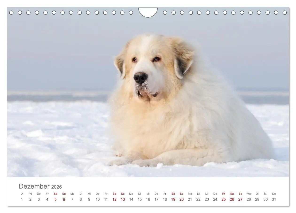 Bild: 9783457636961 | Pyrenäenberghunde (Wandkalender 2026 DIN A4 quer), CALVENDO...