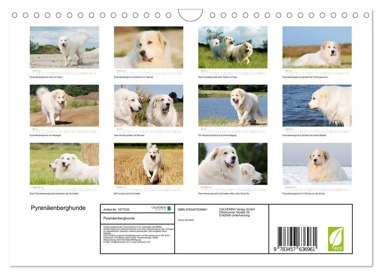 Bild: 9783457636961 | Pyrenäenberghunde (Wandkalender 2026 DIN A4 quer), CALVENDO...
